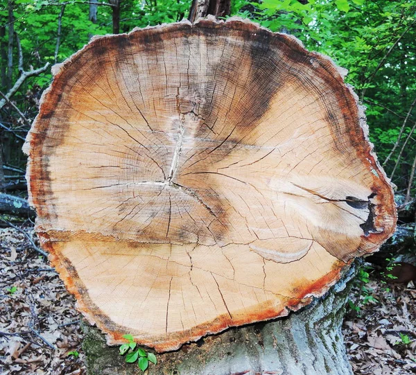 Текстура Кругової Корони Дерева — стокове фото