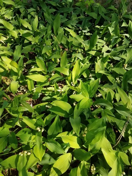 Closeup Lily Valley — Stock Photo, Image