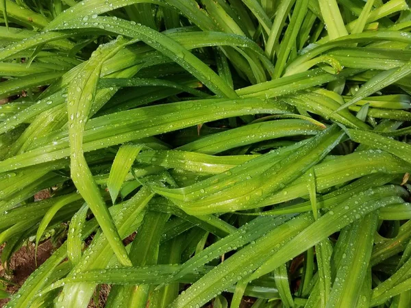 Closeup Green Grass Drops — Stock Photo, Image