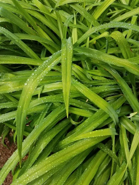 Primo Piano Erba Verde Con Gocce — Foto Stock