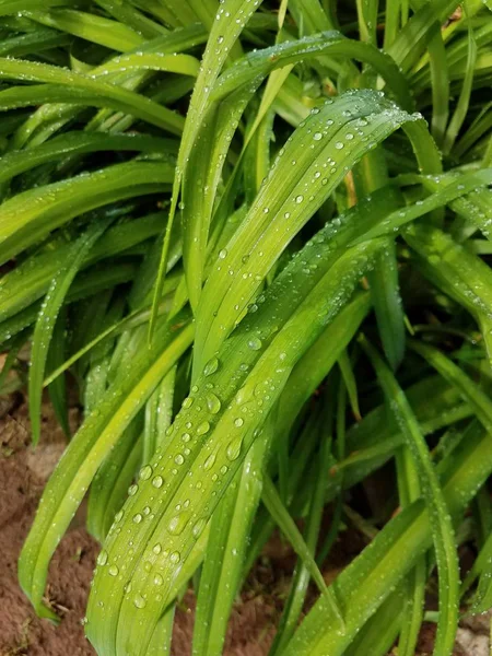 Closeup Green Grass Drops — Stock Photo, Image