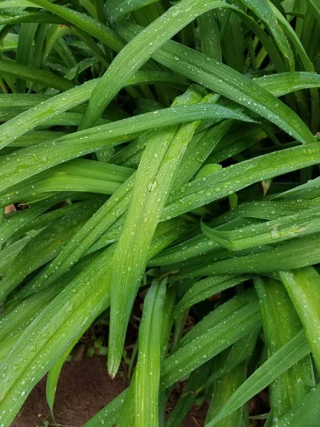 特写绿色草与下落 — 图库照片