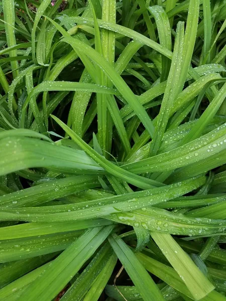 Closeup Groene Gras Met Druppels — Stockfoto