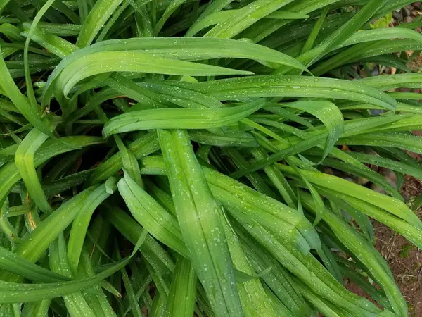 Primo Piano Erba Verde Con Gocce — Foto Stock