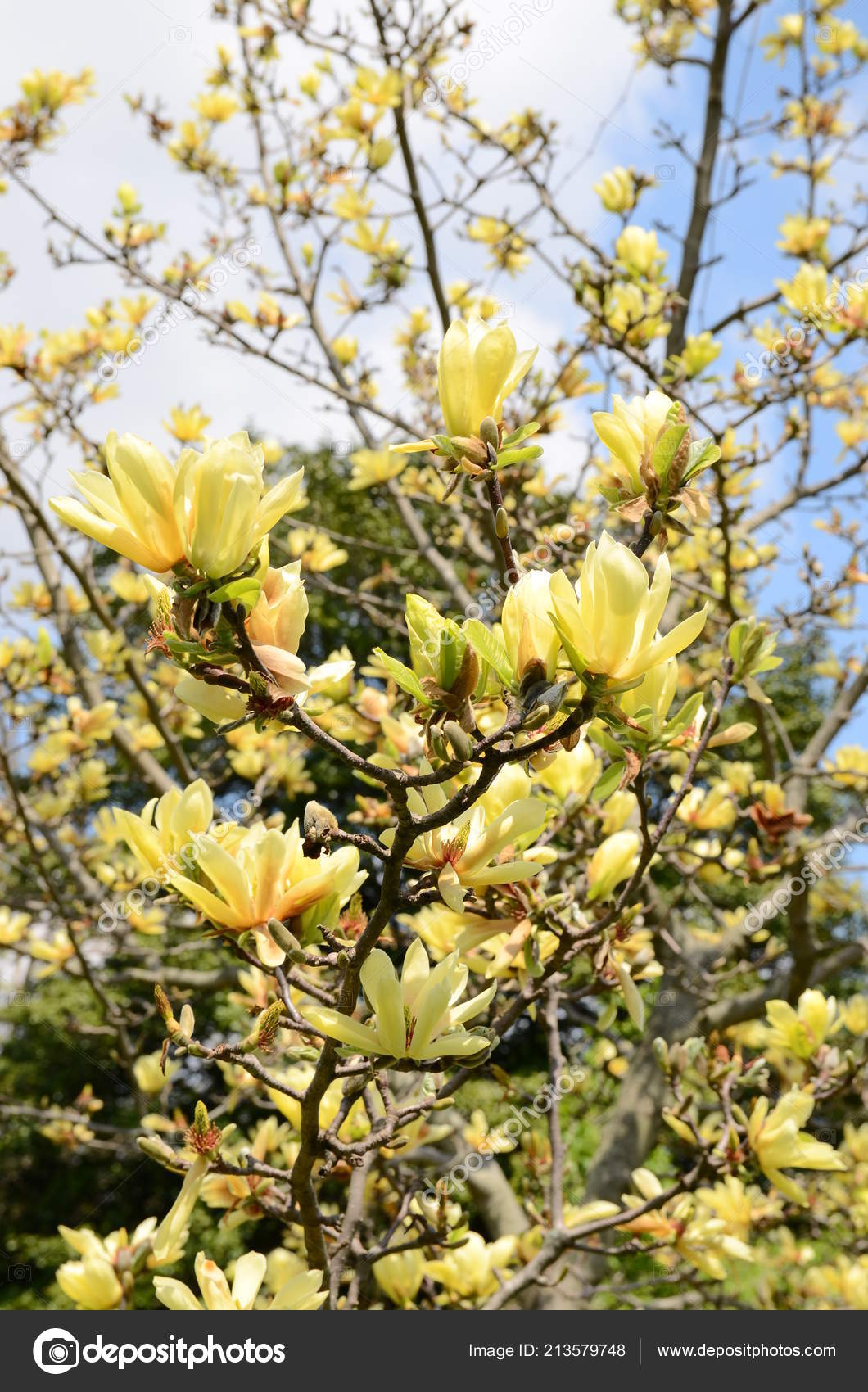 Fleurs Printemps Jaune Magnolia Arbre Photographie