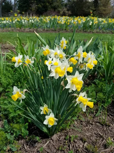 Primavera Amarillo Narciso Flores — Foto de Stock