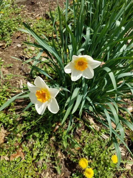 Frühling Gelbe Narzissenblüten — Stockfoto
