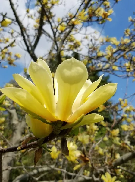 Spring Yellow Magnolia Tree Blossoms — Stock Photo, Image