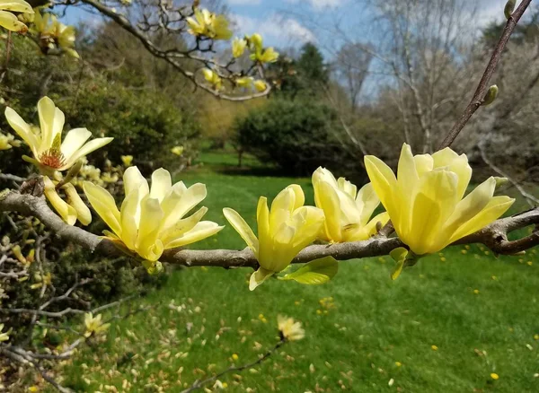 Wiosna Kwiaty Żółte Magnolia Drzewa — Zdjęcie stockowe
