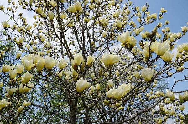 Fiori Magnolia Gialli Primaverili — Foto Stock