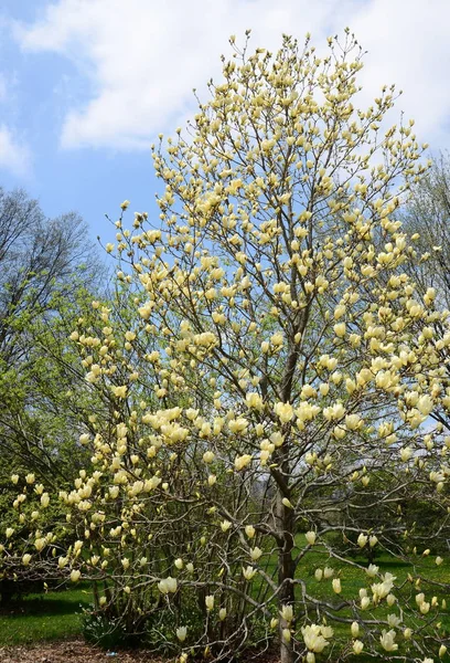 Printemps Fleurs Magnolia Jaune — Photo