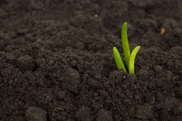 Toprak toprak doku kökenli büyüyen yeşil filiz