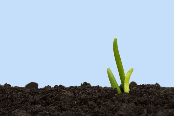 青の背景に分離した土壌から伸びて緑の芽 — ストック写真