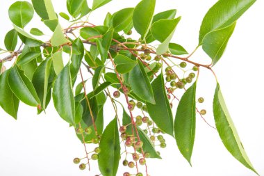 yalıtılmış bir beyaz arka plan üzerinde atıl bir kuş kiraz Şubesi