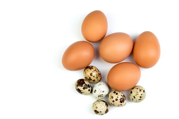 Yumurta tavuk, beyaz arka plan üzerinde izole bıldırcın. Metin için yer kopyalayın