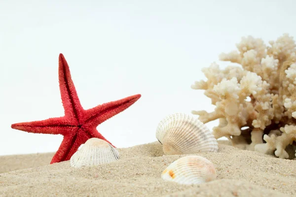 Sea sand starfish, coral and pebbles on white background. Concept of rest. Top view. — Stock Photo, Image