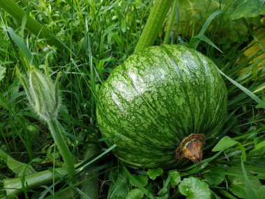 Balkabağı yetiştiricilik. Olgun olmayan balkabağı yeşil çimenlerde yetişir. Yaz.