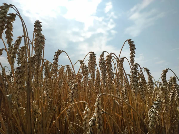 Campo di grano prodotto naturale. Crescita raccolta natura. Orecchie di grano dorato da vicino. Scena rurale alla luce del sole. Sfondo estivo di maturazione orecchie di paesaggio . — Foto Stock