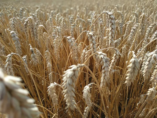 Campo di grano prodotto naturale. Crescita raccolta natura. Orecchie di grano dorato da vicino. Scena rurale alla luce del sole. Sfondo estivo di maturazione orecchie di paesaggio . — Foto Stock