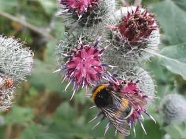 Makro yaz kabarık bumblebee Bombus lucorum burdock pembe bir çiçek üzerinde.