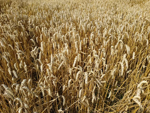 Campo di grano prodotto naturale. Crescita raccolta natura. Orecchie di grano dorato da vicino. Scena rurale alla luce del sole. Sfondo estivo di maturazione orecchie di paesaggio . — Foto Stock