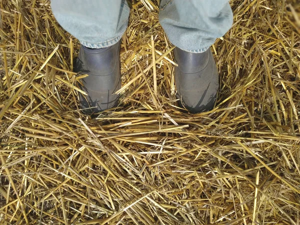 Paille éparpillée sur le sol sous la semelle d'une botte. jambes en jeans et bottes . — Photo
