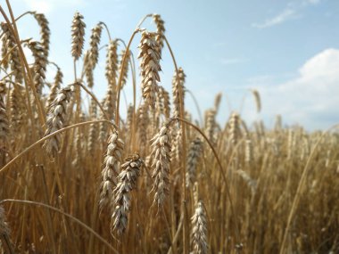 Buğday tarlası doğal ürün. Büyüme doğa hasat. Altın buğdayın kulakları yakın. Güneş ışığı altında kırsal sahne. Peyzaj olgunlaşma kulakları Yaz arka plan.