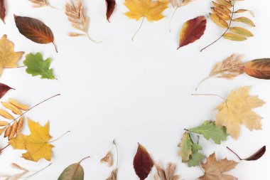 Renkli sonbahar metin için kopya alanı bırakır. Üstte görüntü.