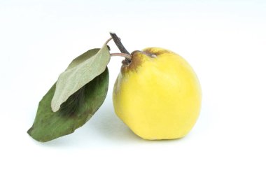 Ayva eti. Beyaz arka planda yaprağı olan taze bir ayva meyvesi