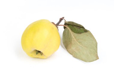 Ayva eti. Beyaz arka planda yaprağı olan taze bir ayva meyvesi