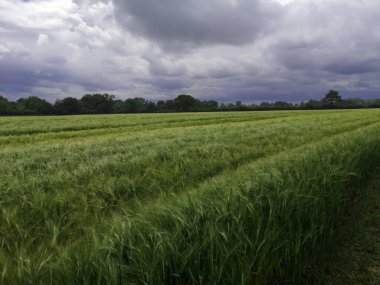 Yağmurlu bir günde Chester çevresindeki çavdar tarlası, Cheshire, Birleşik Krallık