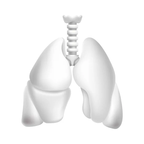 인간의 폐삽화 — 스톡 벡터