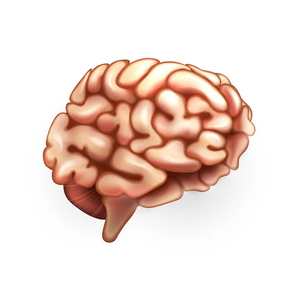 Ilustración del cerebro humano — Archivo Imágenes Vectoriales