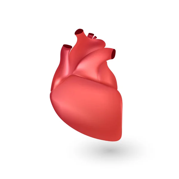 人的心脏解剖 — 图库矢量图片