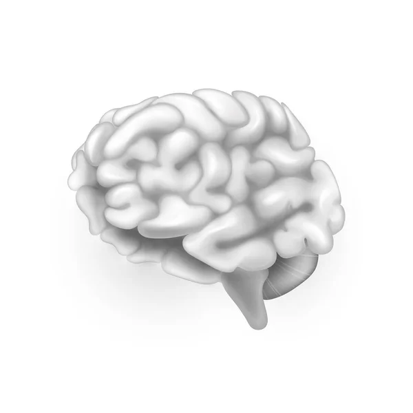 Illustrazione del cervello umano — Vettoriale Stock