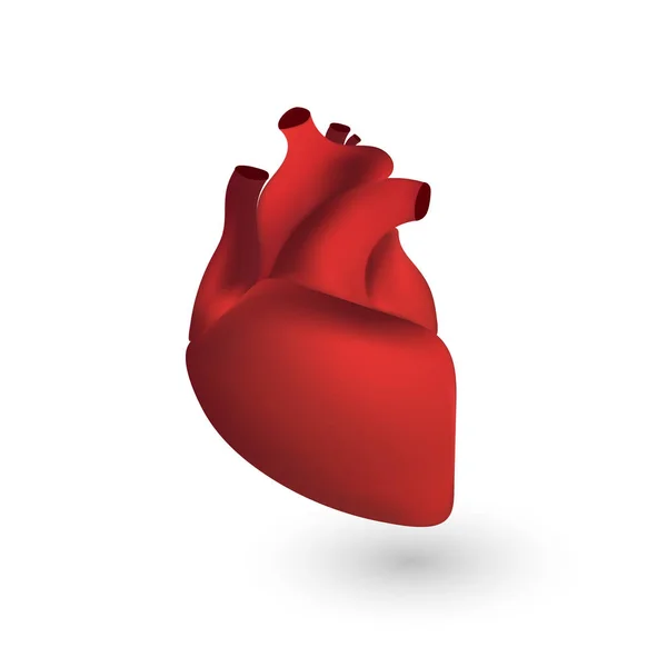 Anatomia del cuore umano — Vettoriale Stock