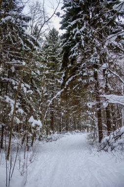 Kış orman iz. Kış orman manzarası
