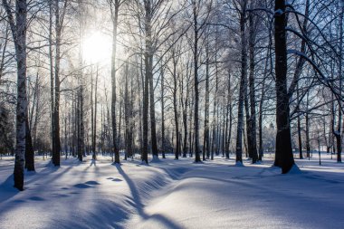 Karlı kış park. Kış soğuk güneşli. Parkta ciddi bir Don. Leningrad Oblast, Rusya Federasyonu