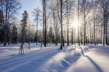 Karlı kış park. Kış soğuk güneşli. Parkta ciddi bir Don. Leningrad Oblast, Rusya Federasyonu