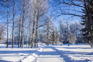 Karlı kış park. Kış soğuk güneşli. Parkta ciddi bir Don. Leningrad Oblast, Rusya Federasyonu