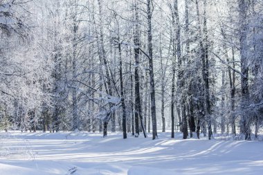 Karlı kış park. Kış soğuk güneşli. Parkta ciddi bir Don. Leningrad Oblast, Rusya Federasyonu