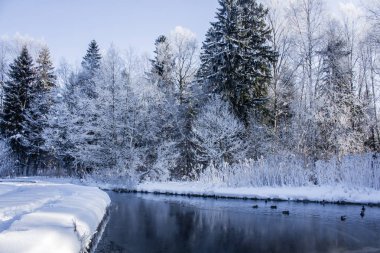 Karlı kış park. Kış soğuk güneşli. Parkta ciddi bir Don. Leningrad Oblast, Rusya Federasyonu