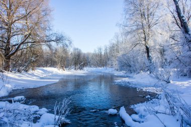 Karlı kış park. Kış soğuk güneşli. Parkta ciddi bir Don. Leningrad Oblast, Rusya Federasyonu