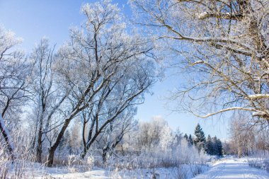 Karlı kış park. Kış soğuk güneşli. Parkta ciddi bir Don. Leningrad Oblast, Rusya Federasyonu
