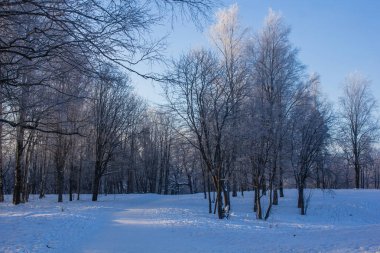 Karlı kış park. Kış soğuk güneşli. Parkta ciddi bir Don. Leningrad Oblast, Rusya Federasyonu