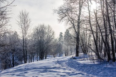 Karlı kış park. Kış soğuk güneşli. Parkta ciddi bir Don. Leningrad Oblast, Rusya Federasyonu