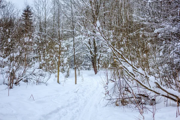 Зимова Лісова Стежка Зимовий Лісовий Пейзаж — стокове фото