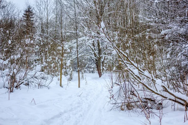 Camino Del Bosque Invierno Bosque Invierno Paisaje — Foto de Stock