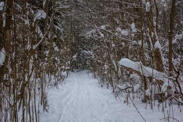 Winterwaldweg Winterwaldlandschaft — Stockfoto