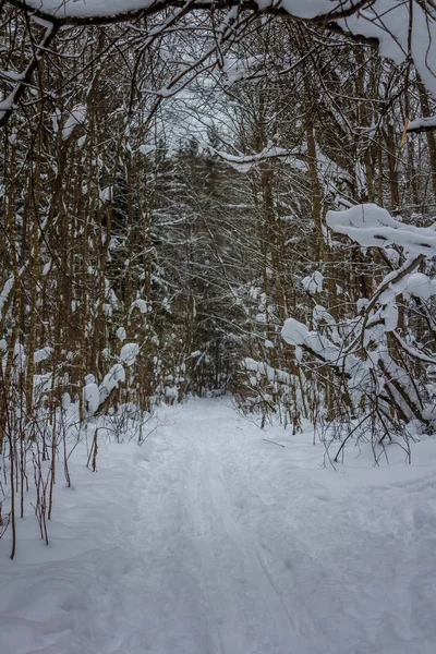 Winter forest trail. Winter forest landscape